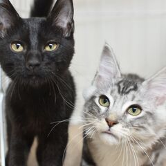 3ヶ月足長ジェネッタ♂ブラック【里親募集】