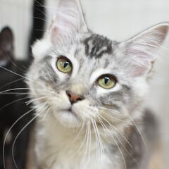 3ヶ月足長ジェネッタ♂シルバータビー＆ホワイト【里親募集】