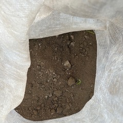 処分砂差し上げますの画像