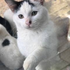 ５ヶ月位の白黒メス猫ちゃん🐾避妊手術済み🐈‍⬛