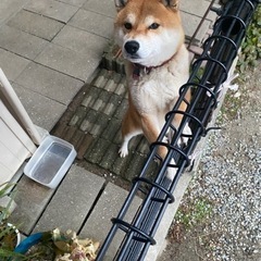 里親さん募集します