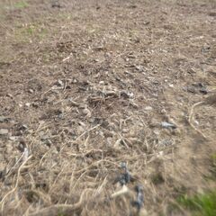 ■安城市桜井町■砕石 敷き石 大粒石 トラクターで耕してあるので拾い集めて頂ければ好きなだけ差し上げます!の画像