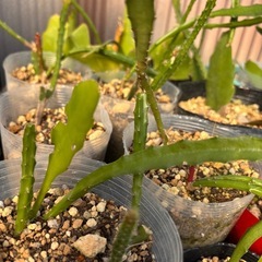 クジャクサボテン  白  挿し穂 抜き苗3本 根っこ付きの画像