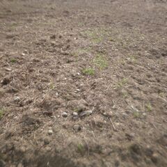 ■安城市桜井町■砕石 敷き石 大粒石 トラクターで耕してあるので拾い集めて頂ければ好きなだけ差し上げます!の画像