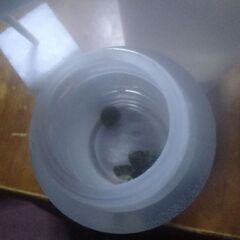 ボトル入りタニシ(5匹)追加品出ししました。の画像