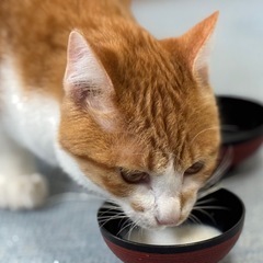 生後6ヶ月避妊済み