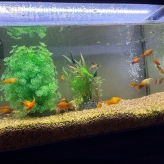 可愛い、元気なミッキーマウスプラティの画像