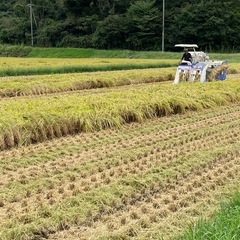 令和7年産　新米　コシヒカリ　5kg の画像