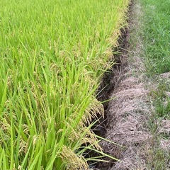 令和7年産　新米 にじのきらめき　5kg
の画像