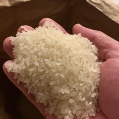 令和7年産　新米 にじのきらめき　5kg
の画像