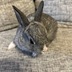 ランキングキーワードに紐づく投稿画像-うさぎ