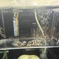 キンペコ L236 若魚の画像