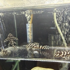 キンペコ L236 若魚の画像