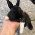 ランキングキーワードに紐づく投稿画像-うさぎ