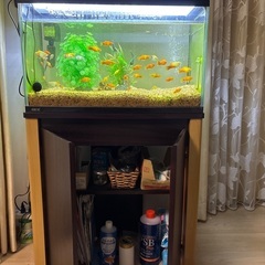 可愛い、元気なミッキーマウスプラティの画像