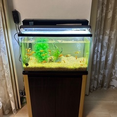 可愛い、元気なミッキーマウスプラティの画像