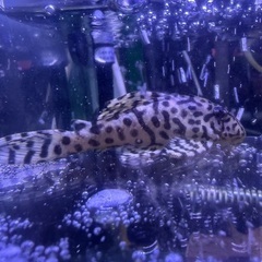 キンペコ L236 若魚の画像