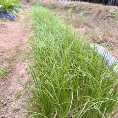 たまねぎの苗50本の画像