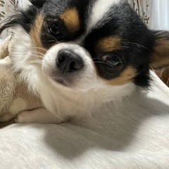 里親さん募集します。