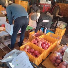 わけありりんごは完売いたしました。ひきづき贈呈用、送料サービスです。の画像