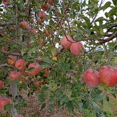 わけありりんごは完売いたしました。ひきづき贈呈用、送料サービスです。の画像