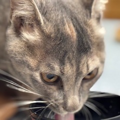 生後6ヶ月避妊済み