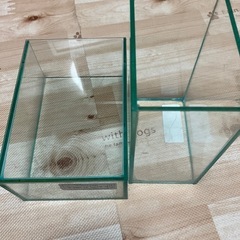 ベタ水槽　グステリア3個セットの画像