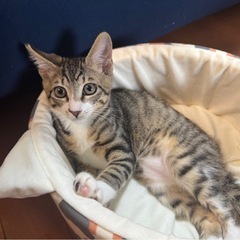 元気ゴロゴロ兄妹☆ラズくん