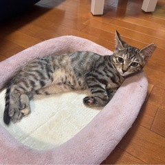 元気ゴロゴロ兄妹☆ベリルちゃん