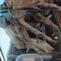 120cm水槽巨大流木の画像