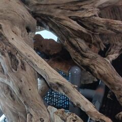 120cm水槽巨大流木の画像