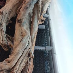 120cm水槽巨大流木の画像