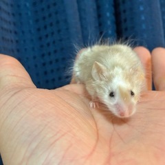 ロゼッタマウスベビー販売中🐭
