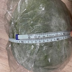 決まりました　冬瓜の画像