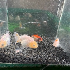 ★難あり★中国らんちゅう5匹の画像