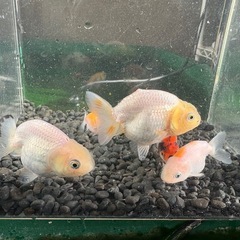 ★難あり★中国らんちゅう5匹の画像