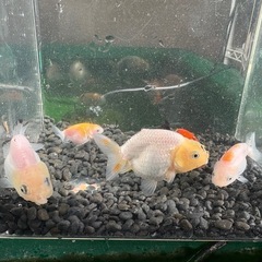 ★難あり★中国らんちゅう5匹の画像