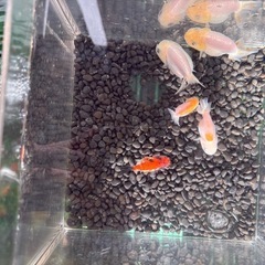 ★難あり★中国らんちゅう5匹の画像