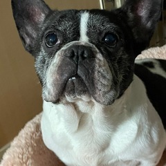 とってもおっとりフレンチブルドッグのパイちゃん♀