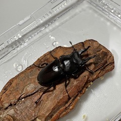 セリコルニスノコギリクワガタ幼虫5頭セットの画像