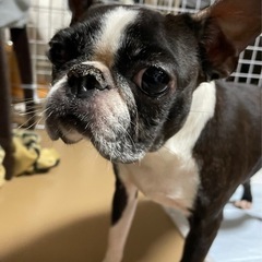 小ぶりなボストンテリアの女の子　ナッシーちゃん