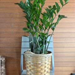 ザミオクルカス ザミフォリアの画像