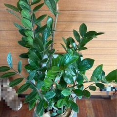 ザミオクルカス ザミフォリアの画像