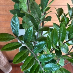 ザミオクルカス ザミフォリアの画像