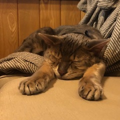 ベンガル　オス　3歳　里親募集