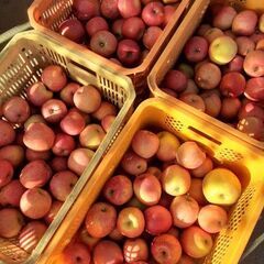 【④りんご（ふじ）】10kg 1.000円でお譲りします！の画像