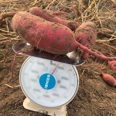 農薬、化学肥料不使用野菜の画像