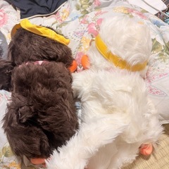 モンチッチ ぬいぐるみ 2体セット レトロ 昭和の画像