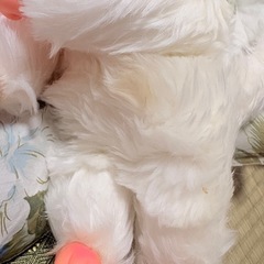 モンチッチ ぬいぐるみ 2体セット レトロ 昭和の画像