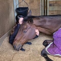 馬に乗って見ませんか？の画像